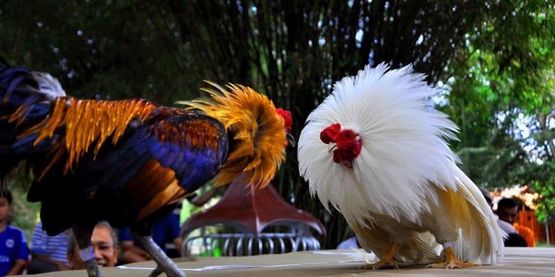 Đá Gà Điều kiện cần thực hiện trước khi đặt cược