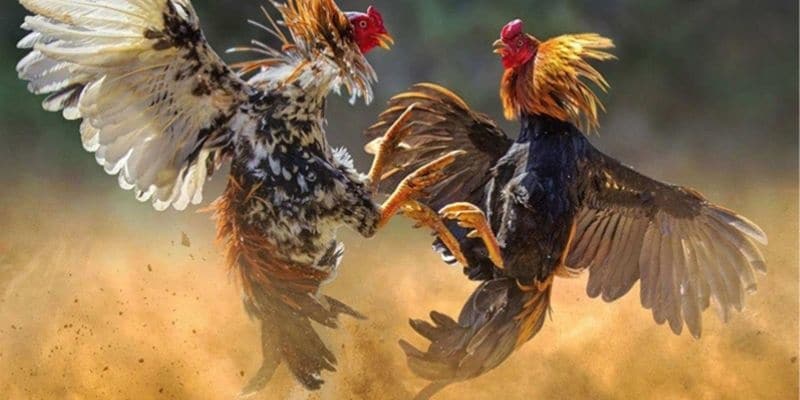 Đá Gà Thông tin về đá gà 33Win cho hội viên